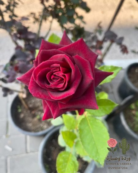 احمر